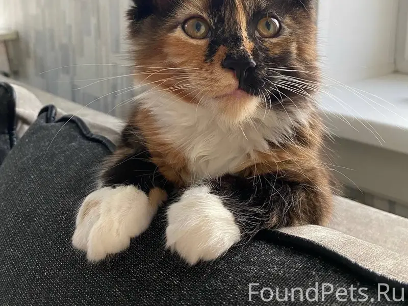 Пропала кошка, зовут Ева В рай...