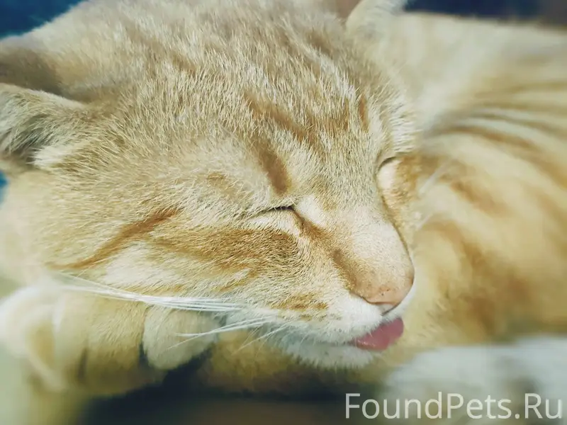 Пропал кот, Рыжик зовут. В рай...