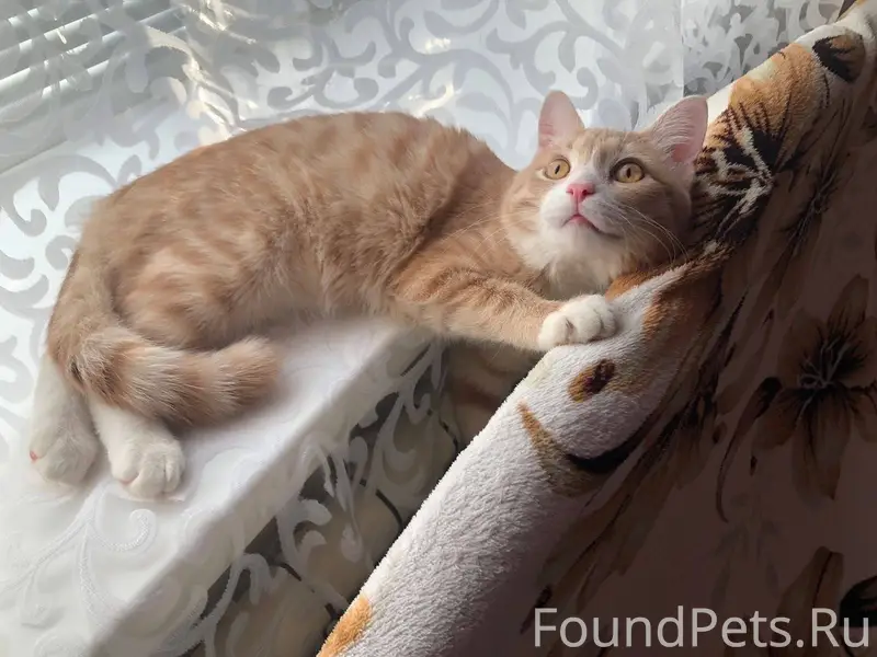 ПРОПАЛ КОТ Пропал кот на улице...