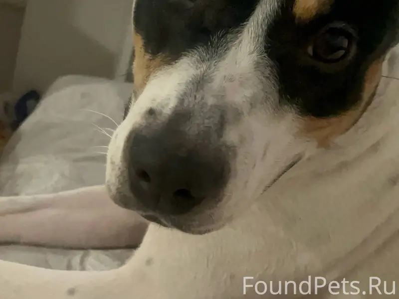 Срочно‼️ пропала собака в райо...