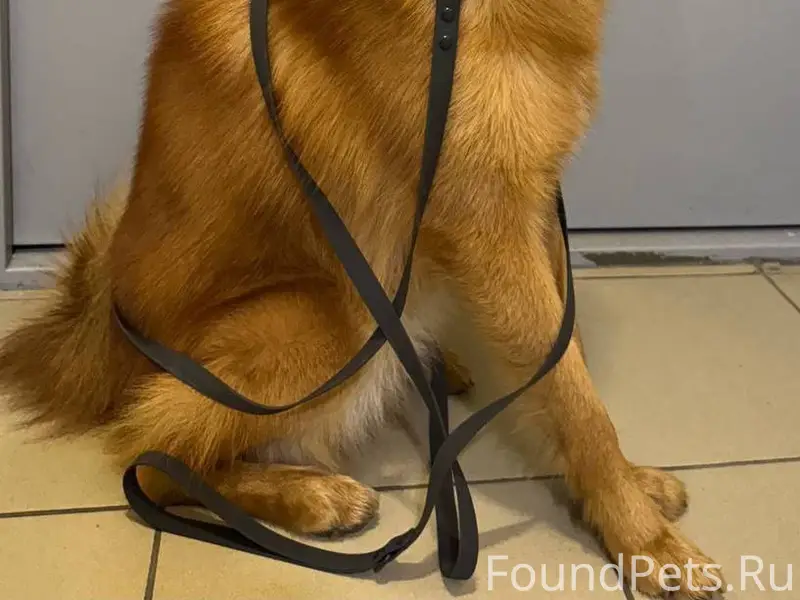 ПРОПАЛА СОБАКА 📌Подольск, СНТ ...