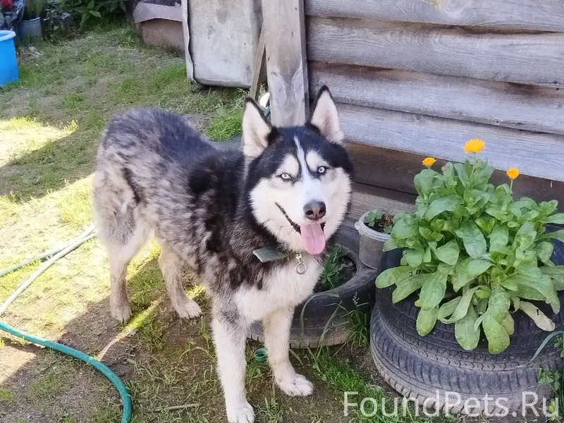 Потерялся пёс. Кличка Тобик. В...