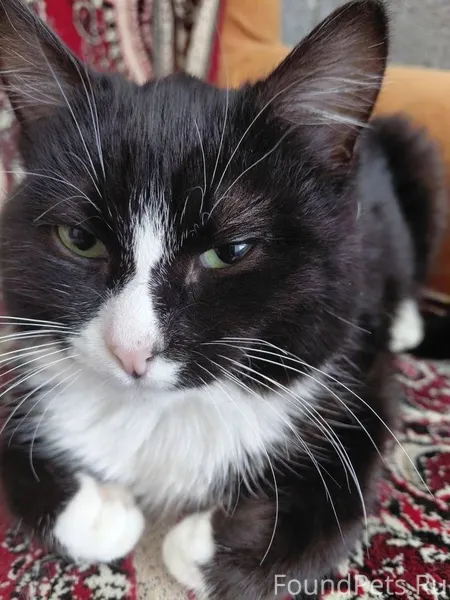 На бульваре чавайна в сугробе ...