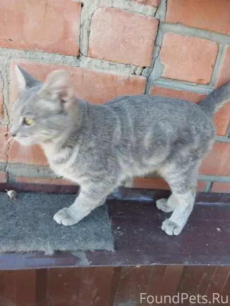 Помогите найти!!!! Пропала кош...