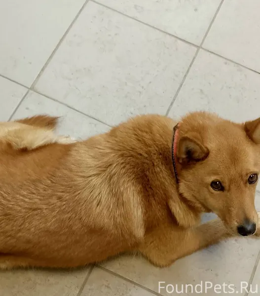 Пропала собака, убежала в стор...