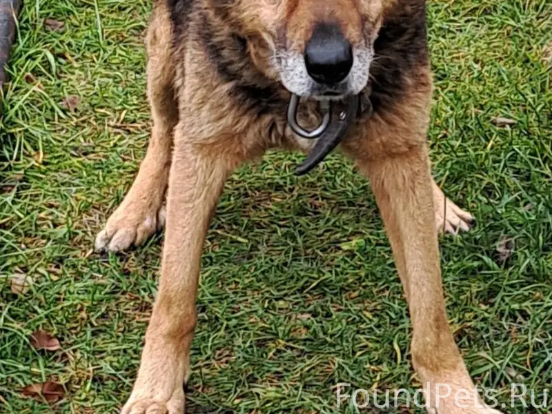 ❗️пропал пес❗️ Убежал немецкий...