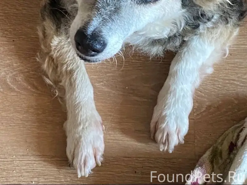 Потерялась собака в районе ули...