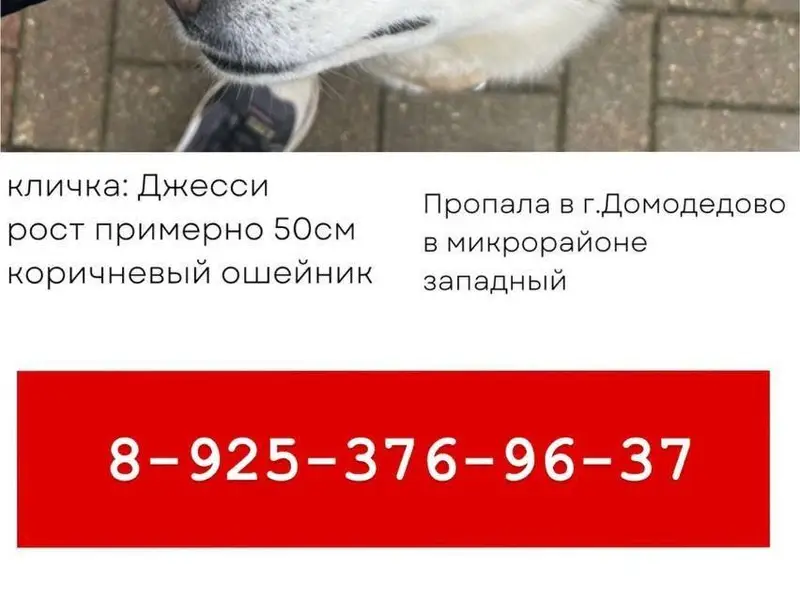 ⚠️ Пропал(а) собака 📍 Домодедо...