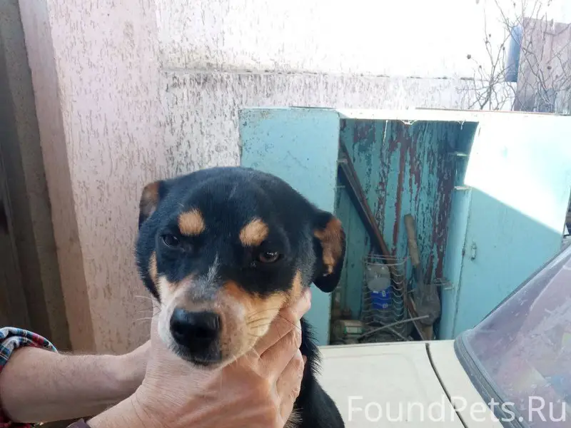 Приблудился пёс по улице Подго...