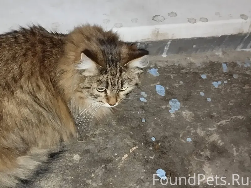 Потерялась кошечка, сидит в по...