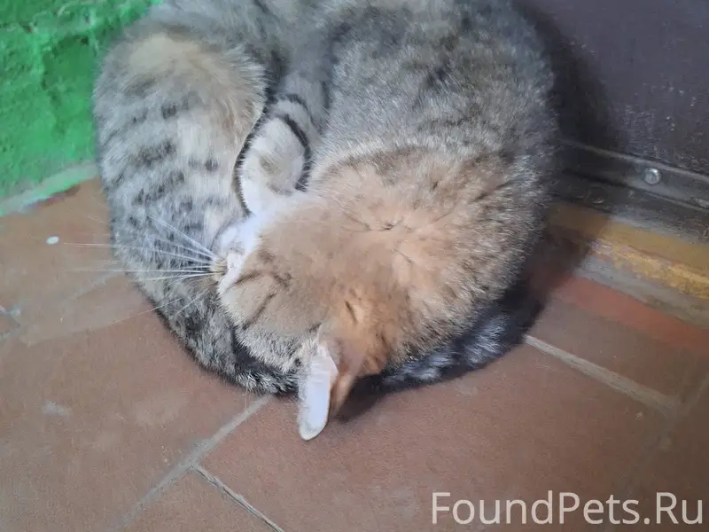 Найдена кошка во дворе Советск...