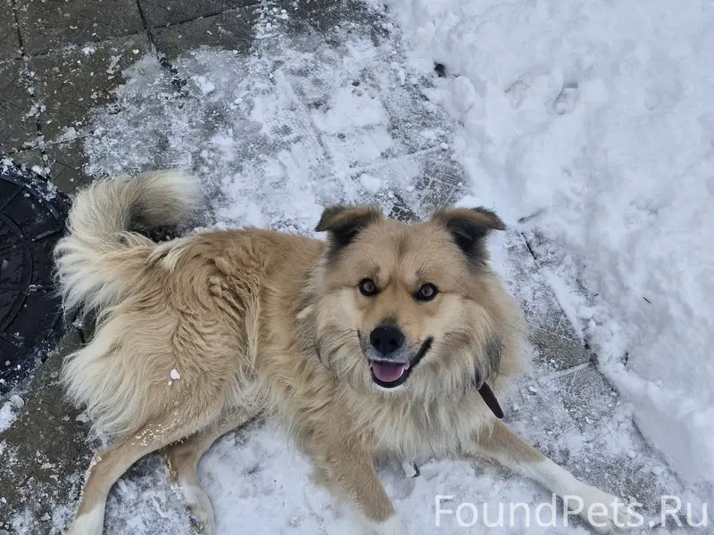 Пропал пес, зовут Лорд. В ошей...