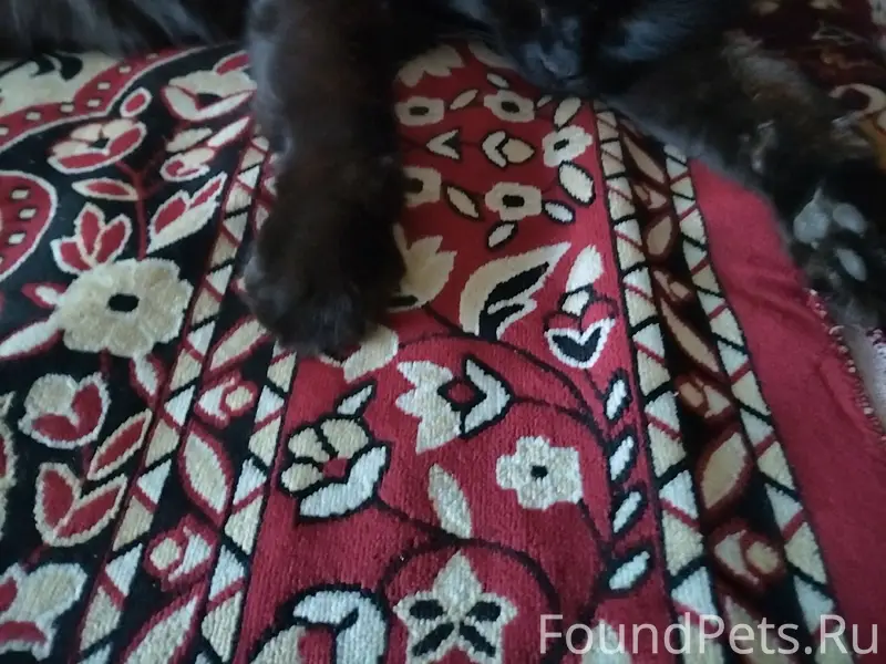 Пропал кот,по кличке Плутик,по...