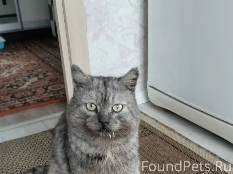 В добрые руки кот. Найден окол...