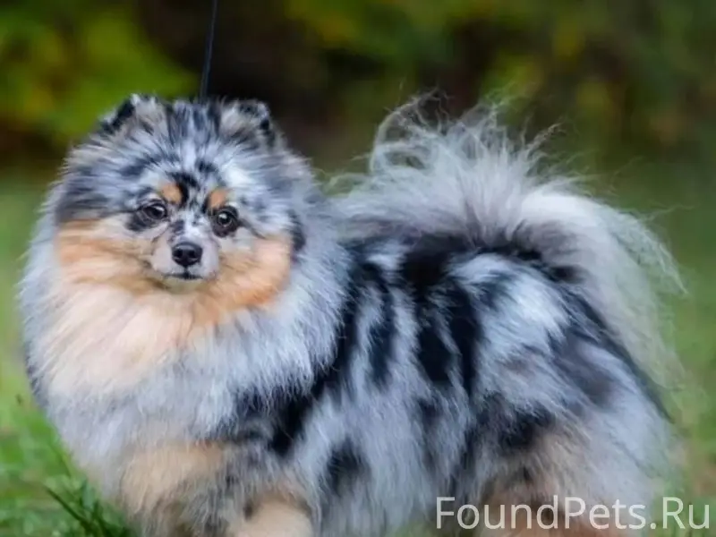 Пропал! Помогите пожалуйста на...