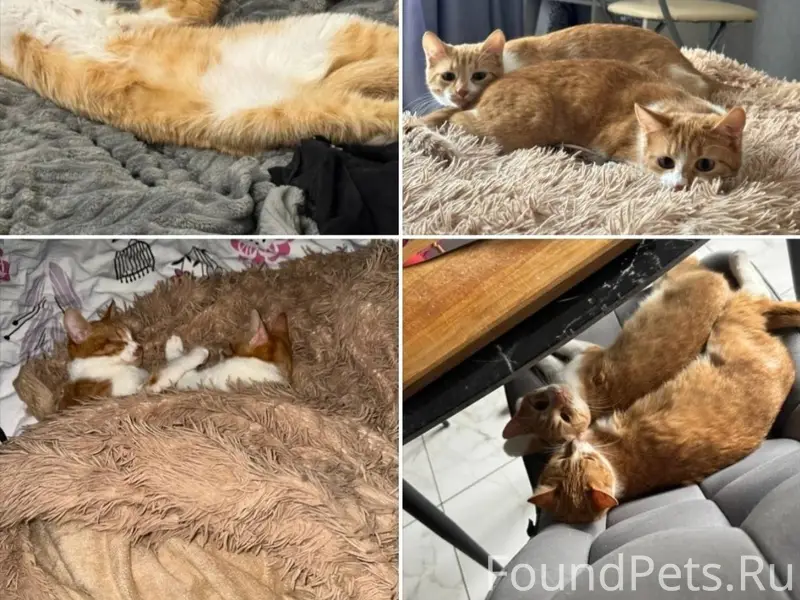 Пропали две рыжие кошки, взрос...