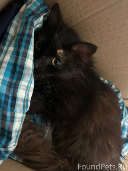 Подбросили бедную кошку на раб...