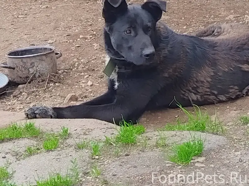 ПРОПАЛА СОБАКА В ДЕРЕВНЕ КОРОС...
