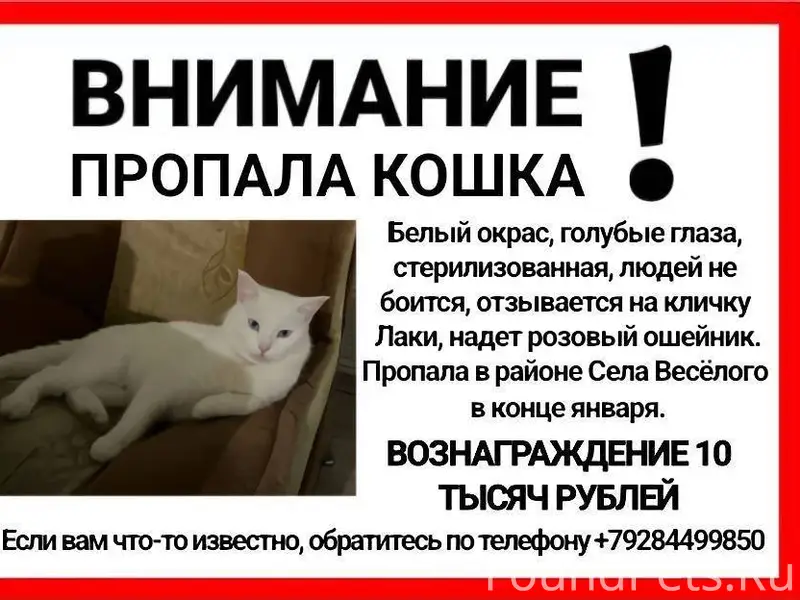 ! ПРОПАЛА КОШКА ! В конце янва...