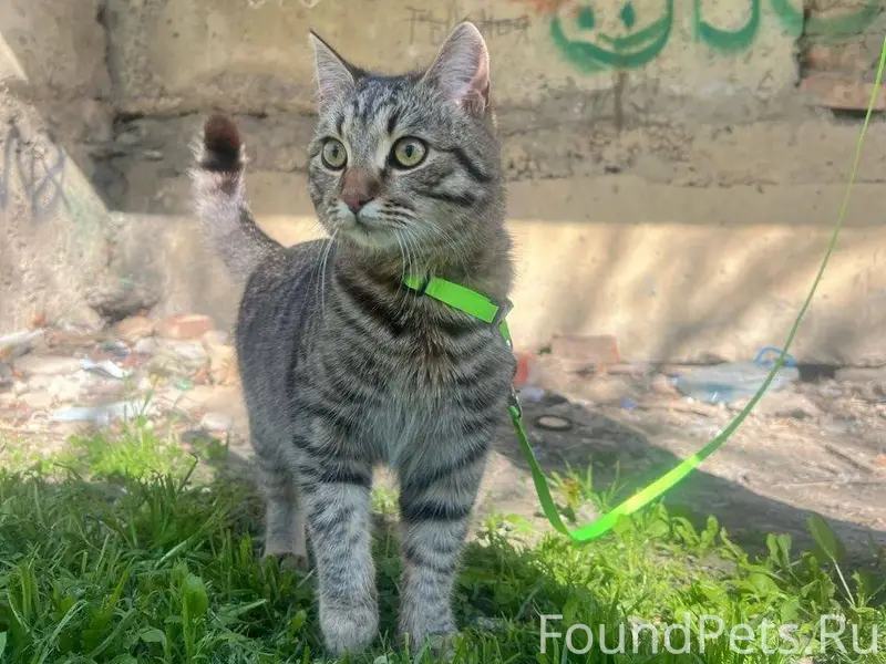 Пропал кот ,в районе улицы мич...
