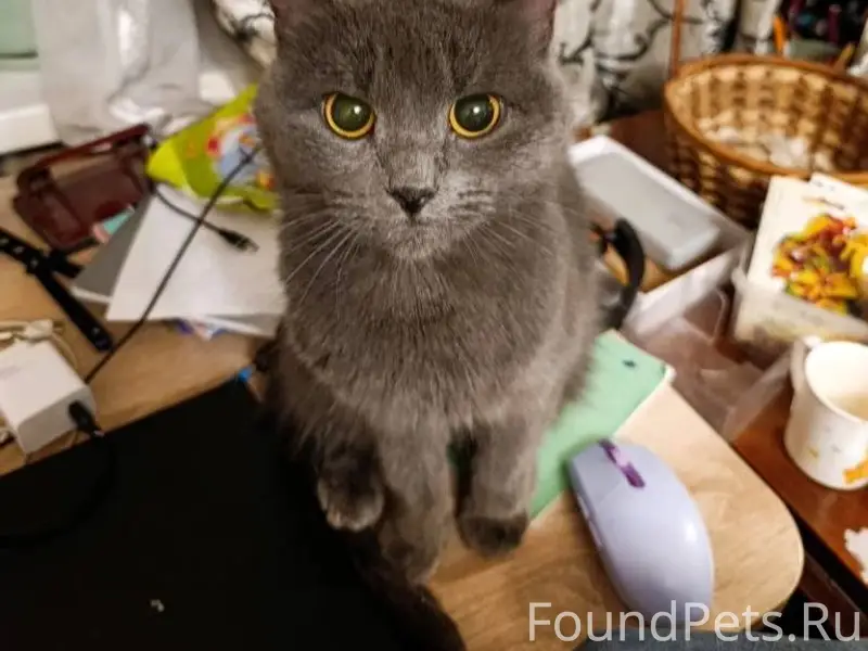 ❄ ИЩЕМ ХОЗЯИНА ИЛИ НОВЫЙ ДОМ.....