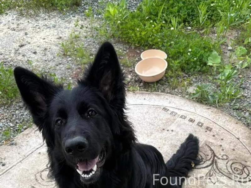 Пропала собака черная немецкая...