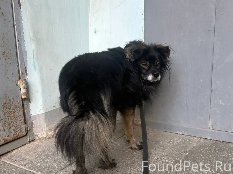 🆘05.02.2026 утром с прогулки.....