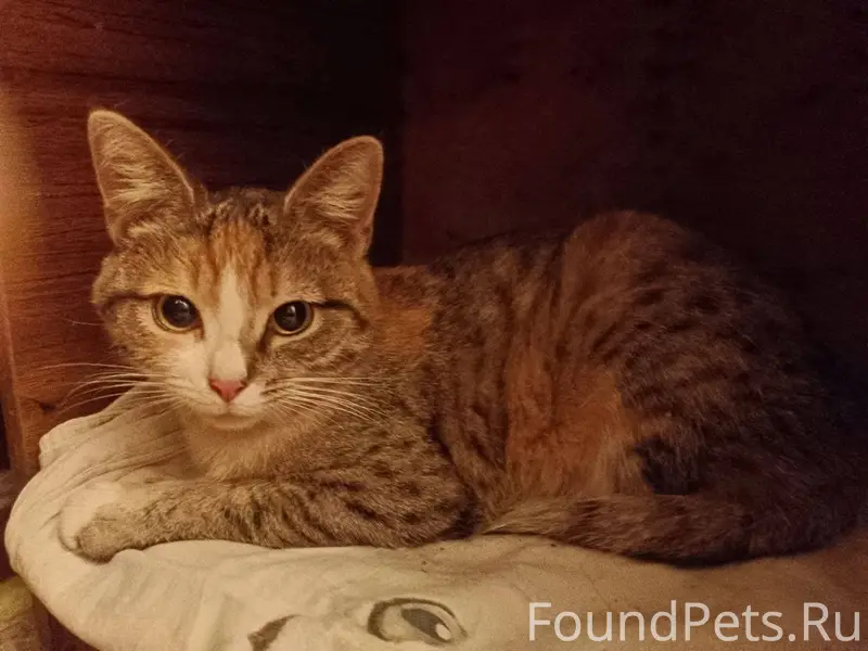 Нашли кошку