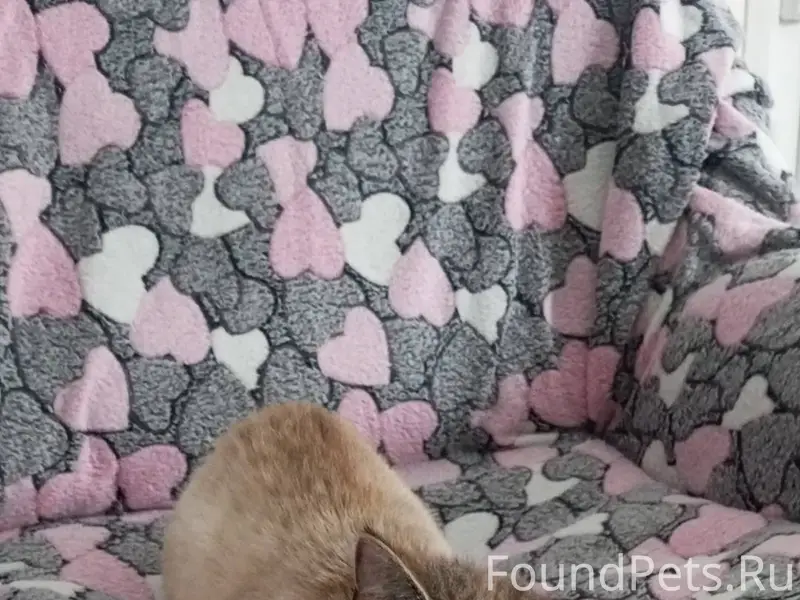 Найден кот в СНТ Лесной, Дмитр...