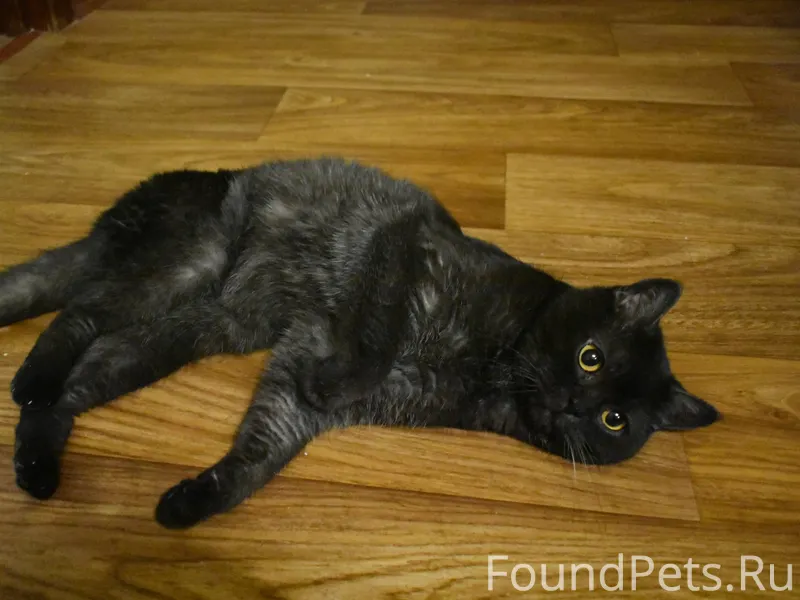 🏡найдена кошка: Кот. В Советск...