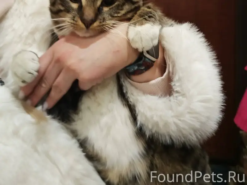 Найден кот, г. Архангельск, Кр...