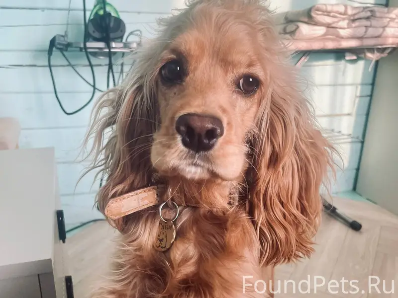 От подписчика: Пропала собака,...