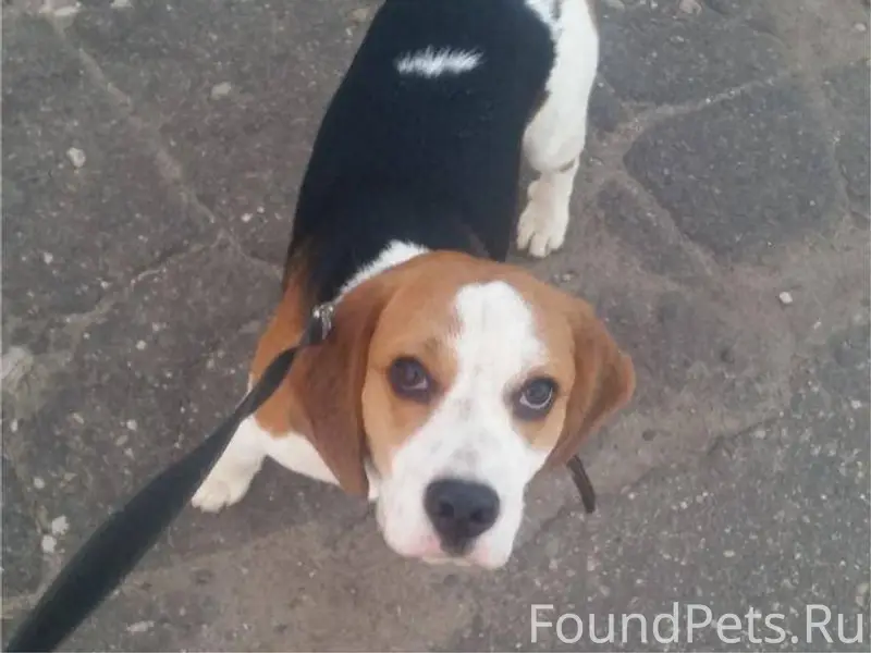 ПРОПАЛА СОБАКА Пропала собака ...