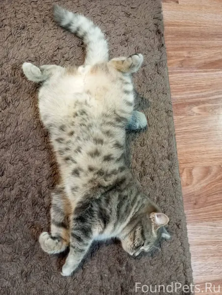 Пропал кот , в районе улицы Жу...