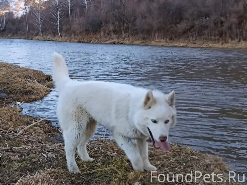 Потерялась собака породы хаски...