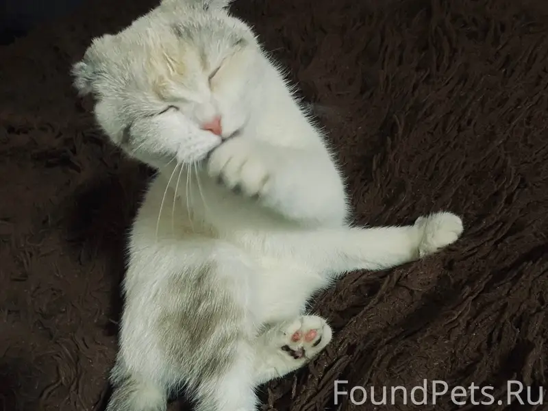 Пропала кошка в районе первой ...