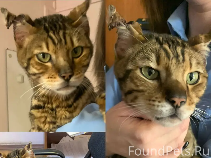 Найден бенгальский кот (Свердл...