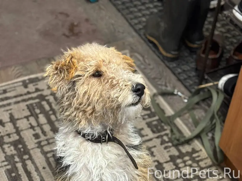 Потерялась собака в районе вор...