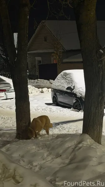 Видели собаку. Новый городок, ...