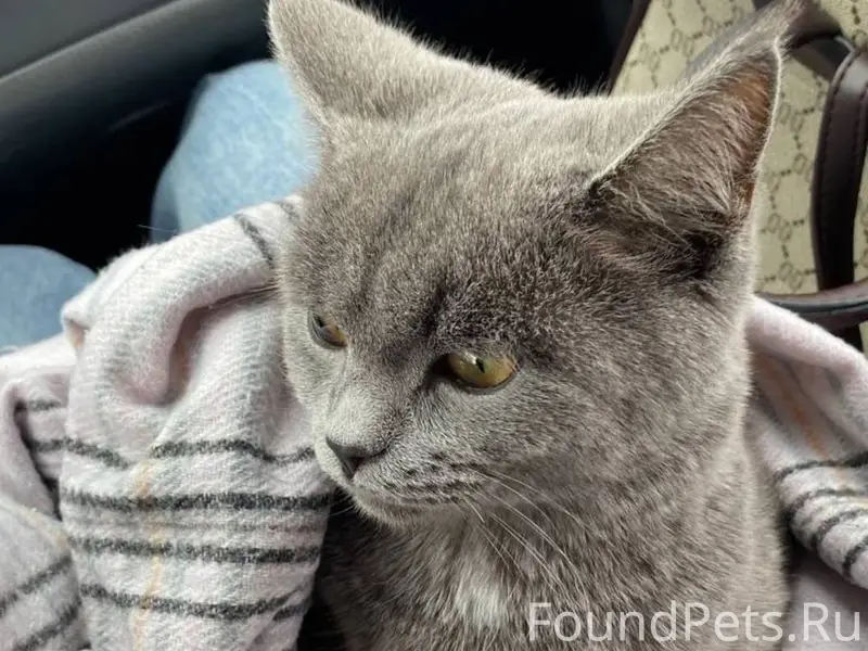 Пропал кот, микрорайоне южный....