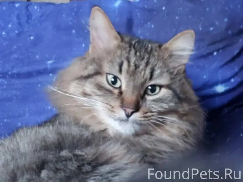 Пропал кот, ушел с ул Трудовая...