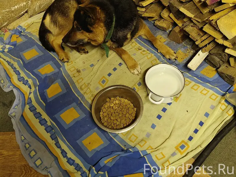 Сбежал пёс в зелёном ошейнике....