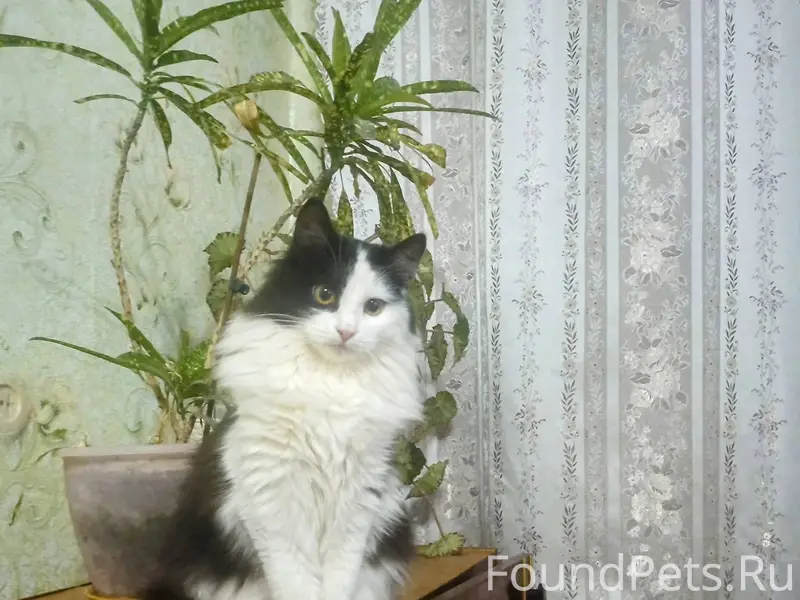 Пропала кошка Катя, территориа...