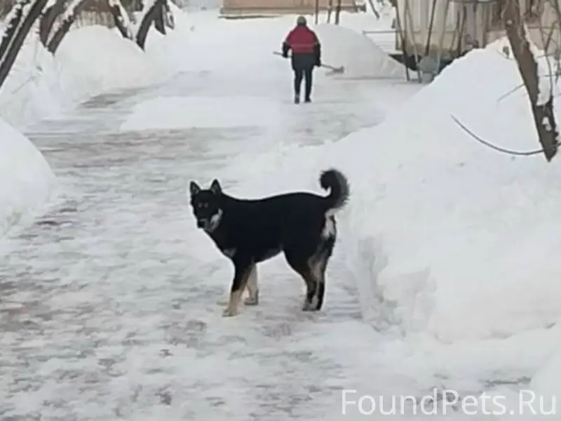 ПРОПАЛ ПЁС! ПОМОГИТЕ НАЙТИ! 🙏 ...