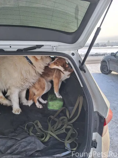 «АЛЬКА НАШЛАСЬ, ОНА С НАМИ». «...