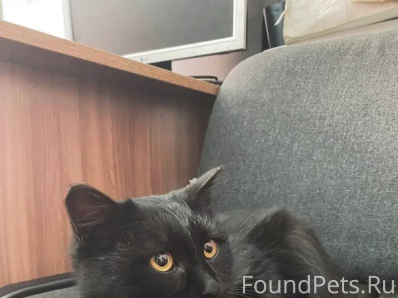 Найден котёнок в районе Георги...