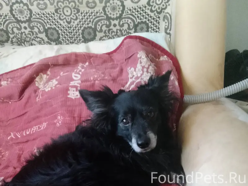 Потерялась собака! Помогите на...