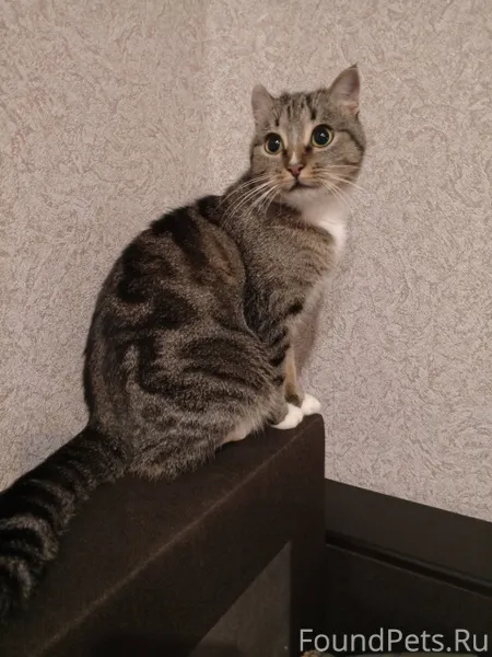 Здравствуйте! Пропала кошка, в...