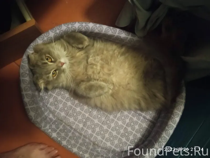 Пропала кошка в селе Ягодное у...