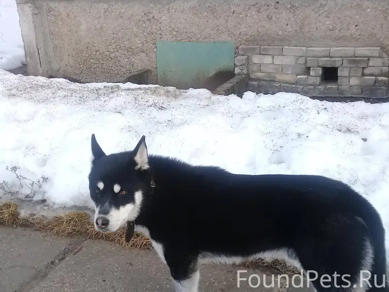 🆘 В посёлке Дачном пропали две...
